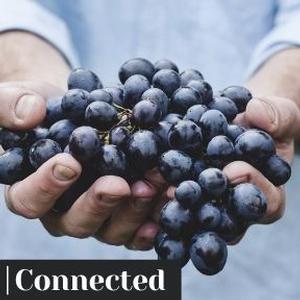 Online Service ~ Connected